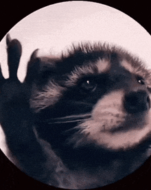 A raccoon doing a tiny victory dance